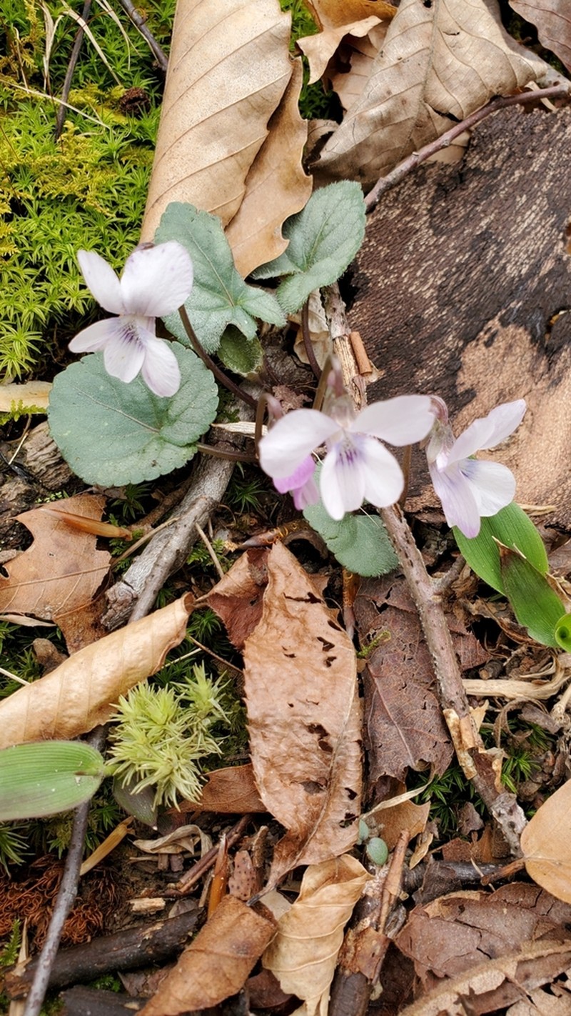 Southern Woodland Violet photo 2
