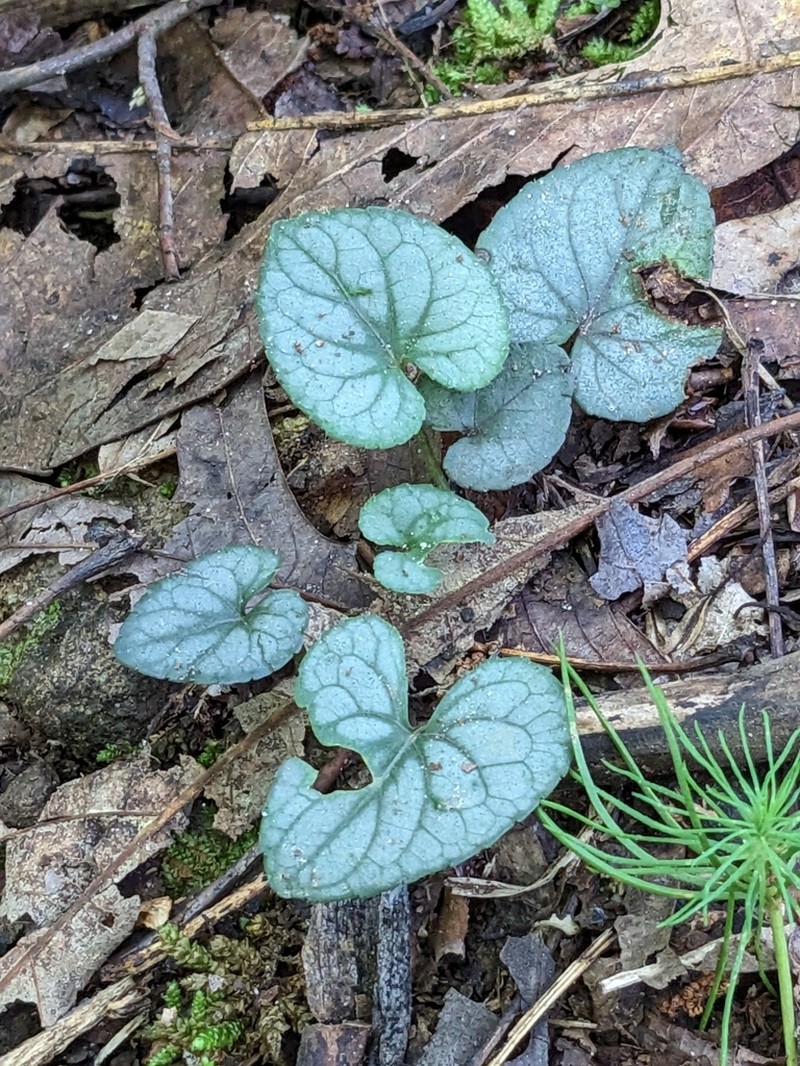 Southern Woodland Violet photo 3