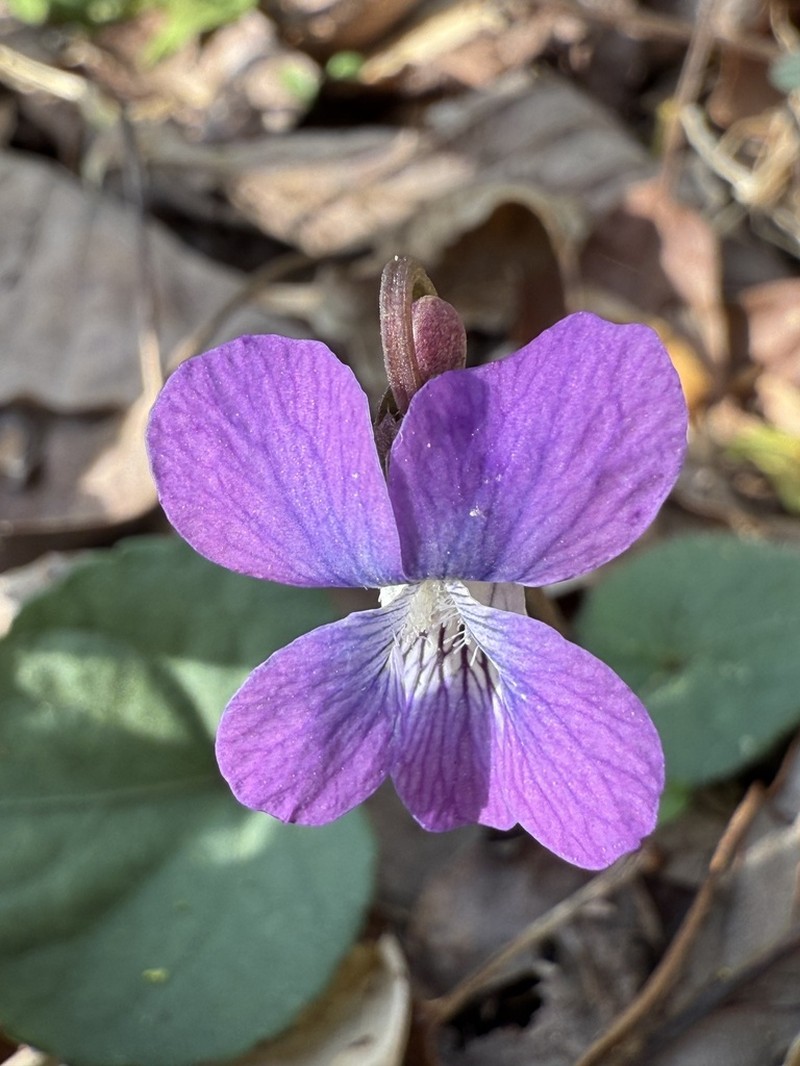Southern Woodland Violet photo 4