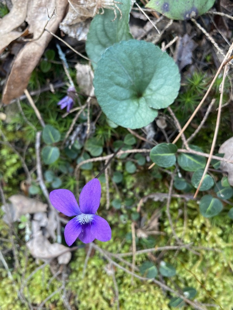 Southern Woodland Violet photo 5