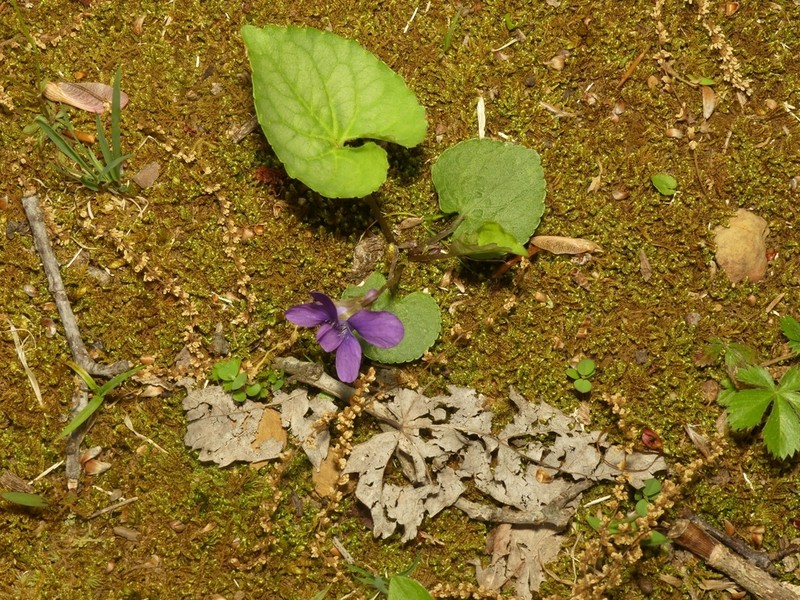 Southern Woodland Violet photo 6
