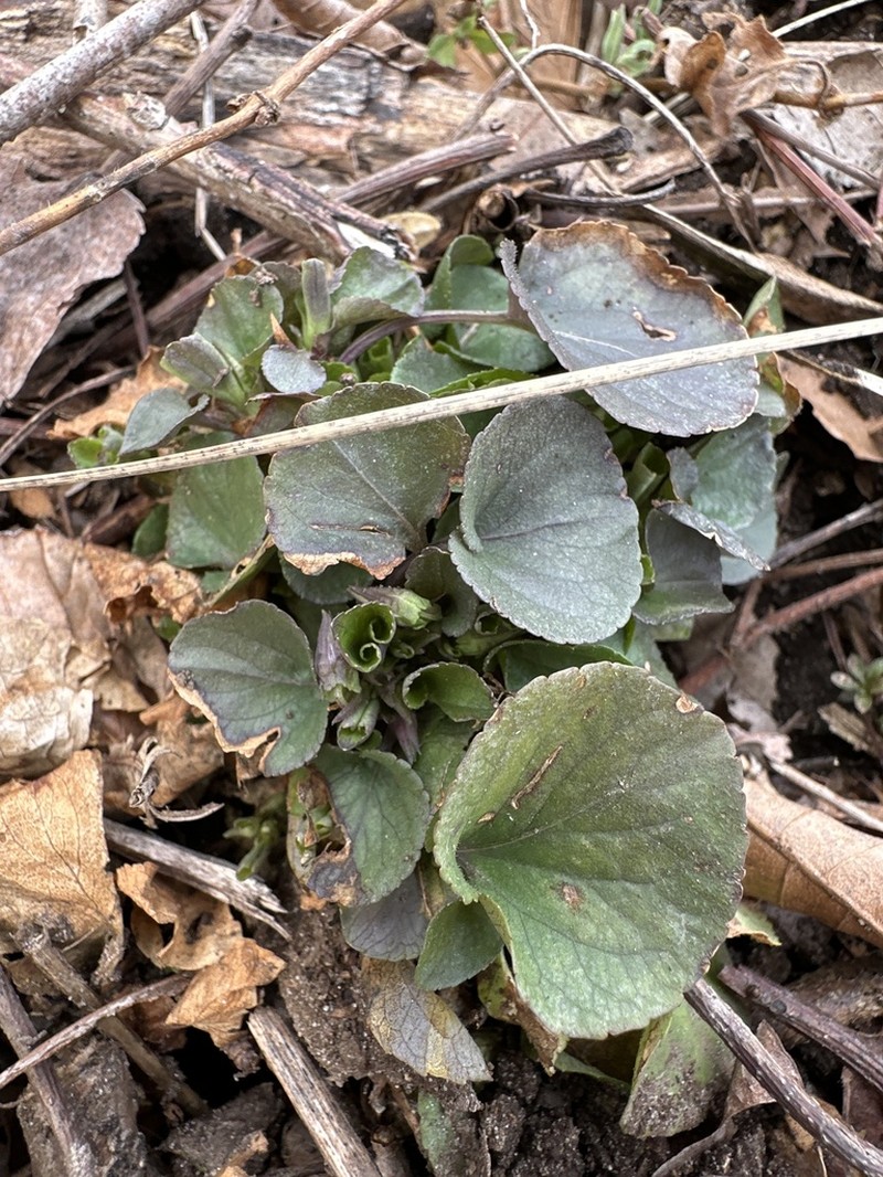 Southern Woodland Violet photo 7