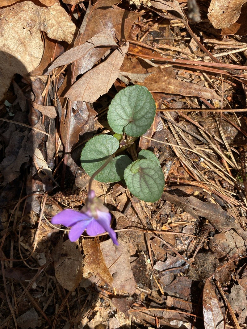 Southern Woodland Violet photo 8