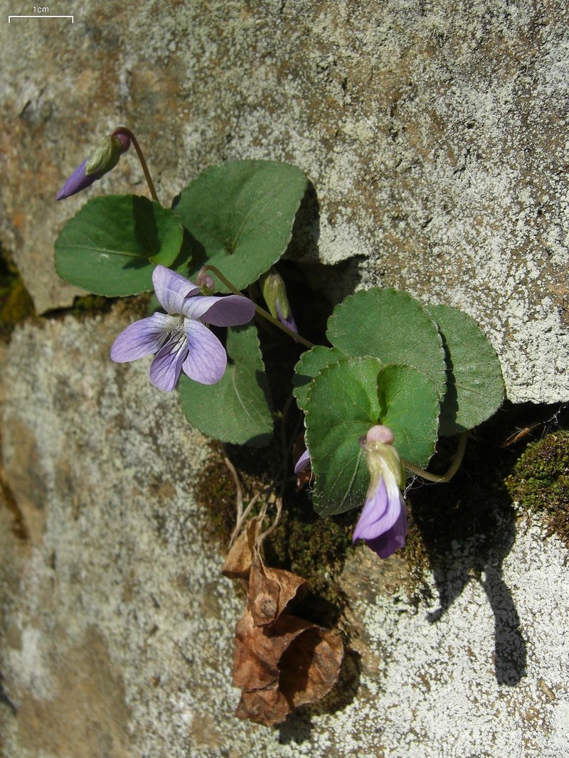 Southern Woodland Violet