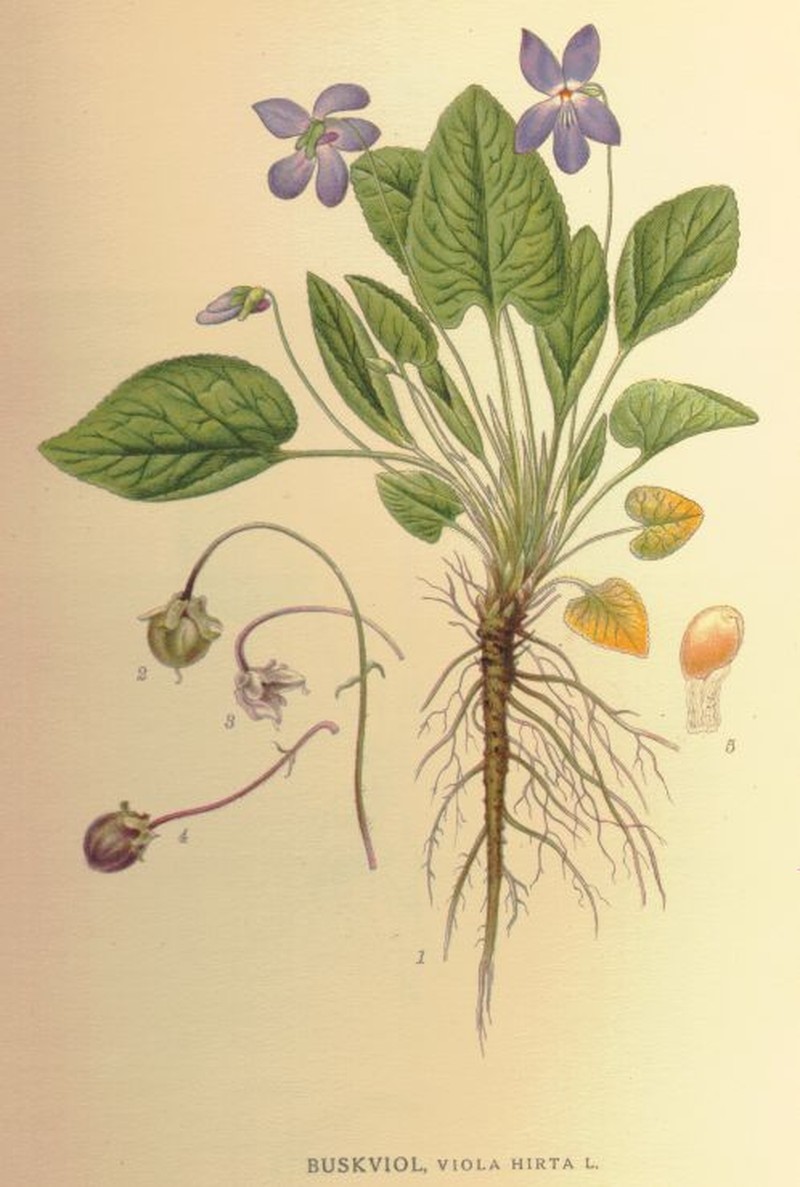 Viola hirta