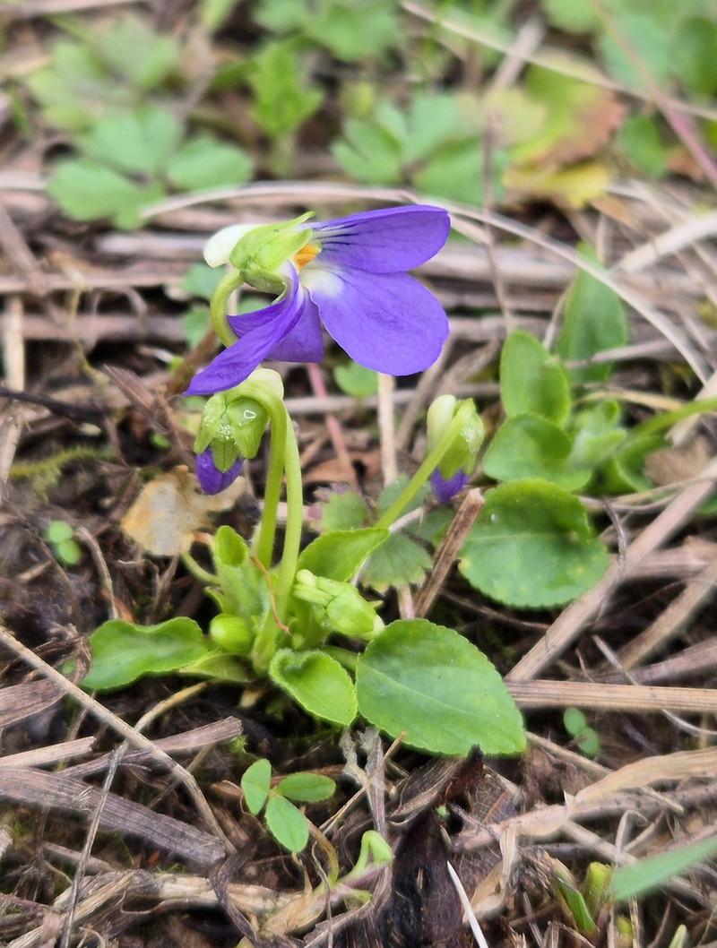 Viola hirta photo 2