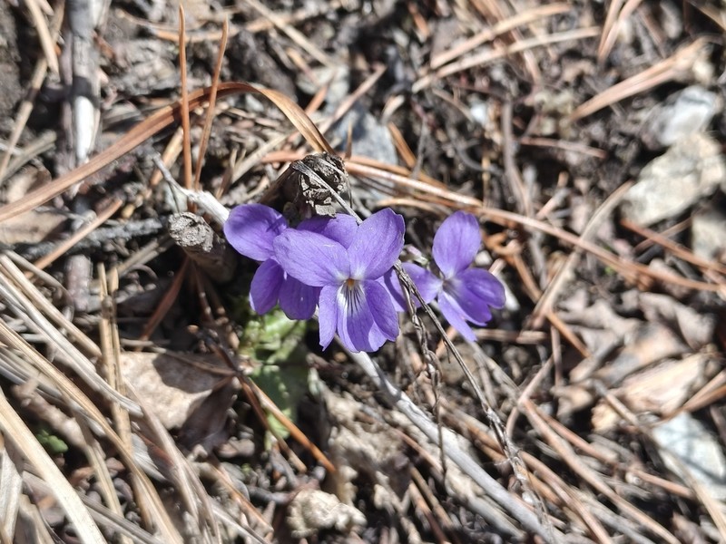 Viola hirta photo 3