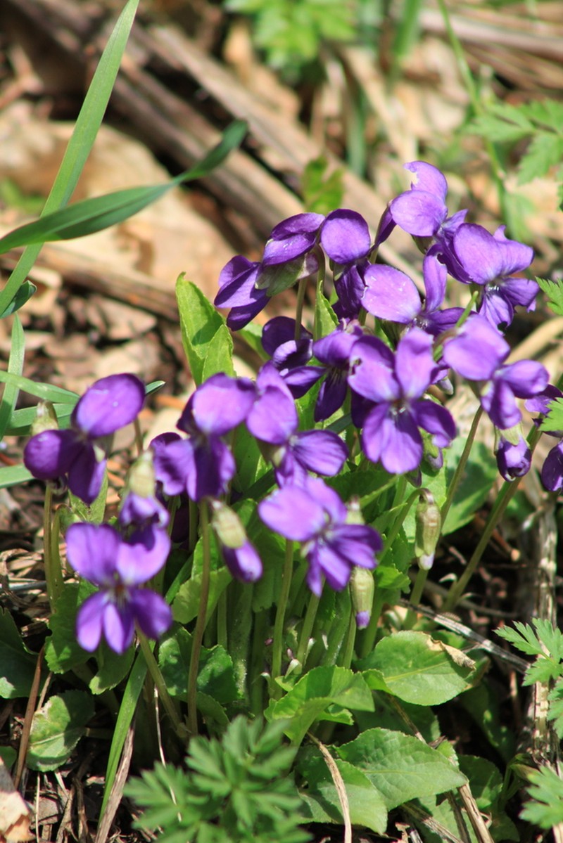 Viola hirta photo 4
