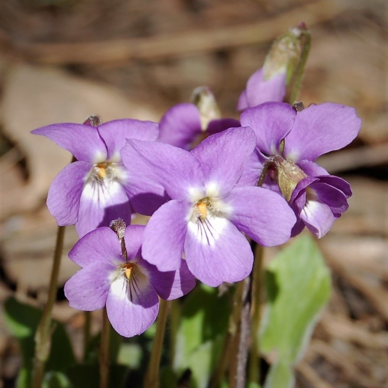 Viola hirta photo 5