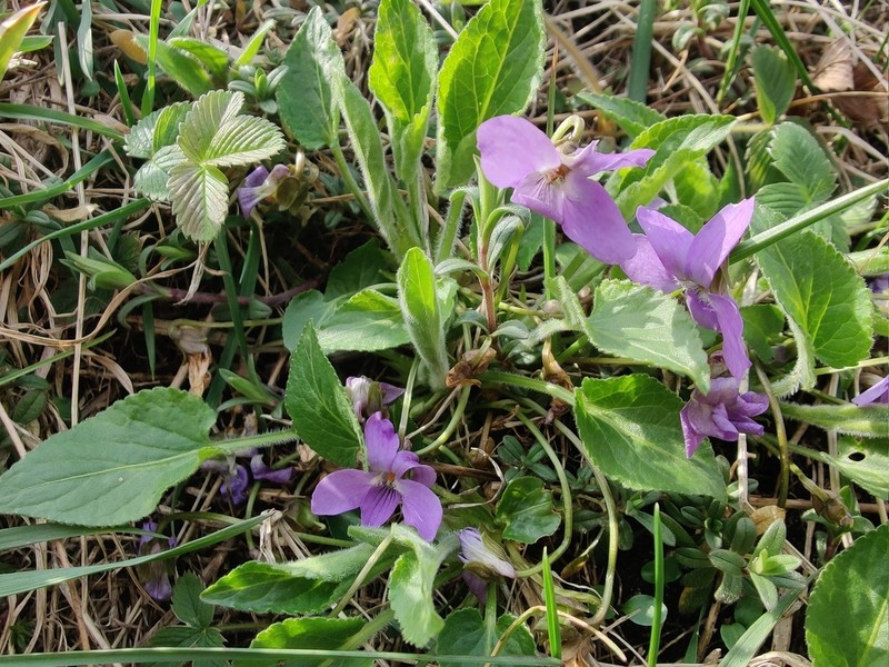 Viola hirta photo 6