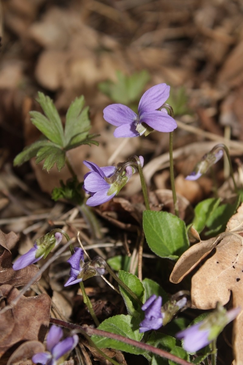Viola hirta photo 7