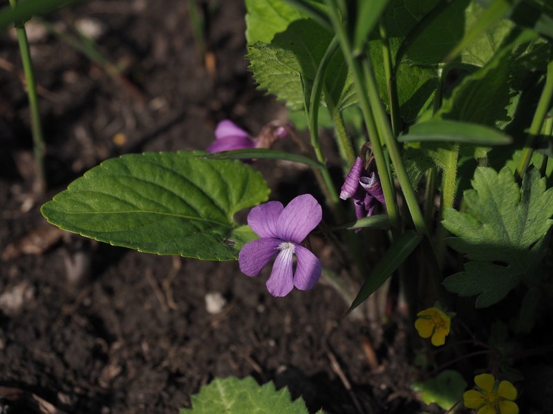 Viola hirtipes
