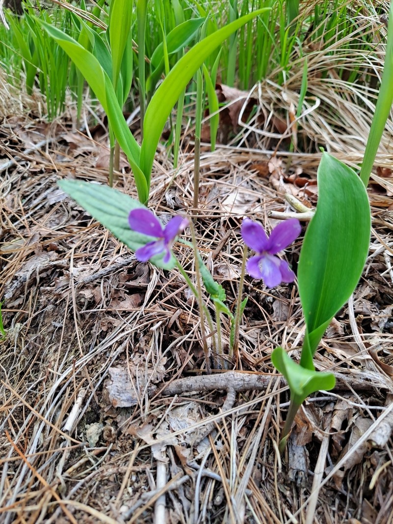 Viola hirtipes photo 2