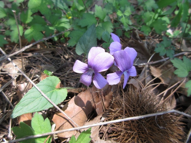 Viola hirtipes photo 3