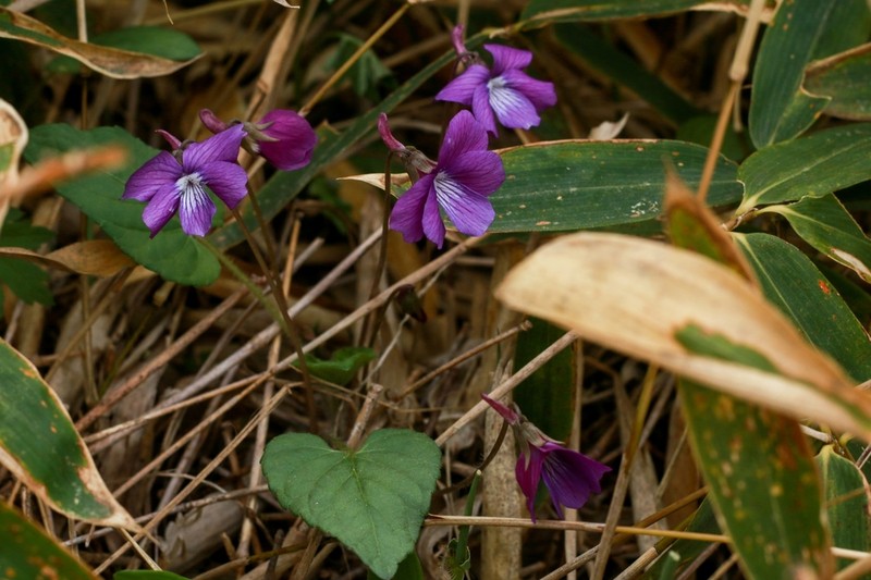Viola hirtipes photo 4