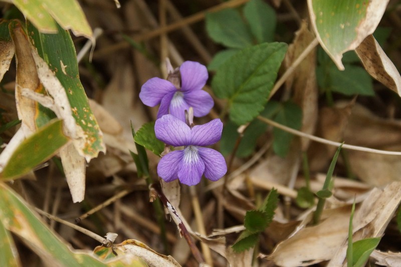 Viola hirtipes photo 5
