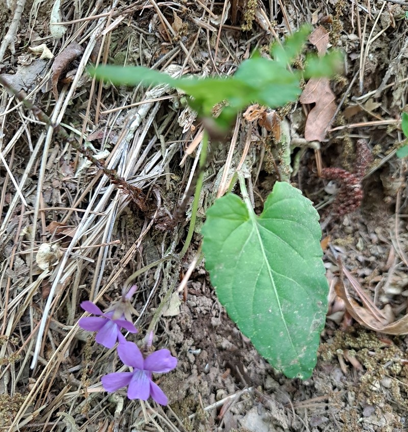 Viola hirtipes photo 6