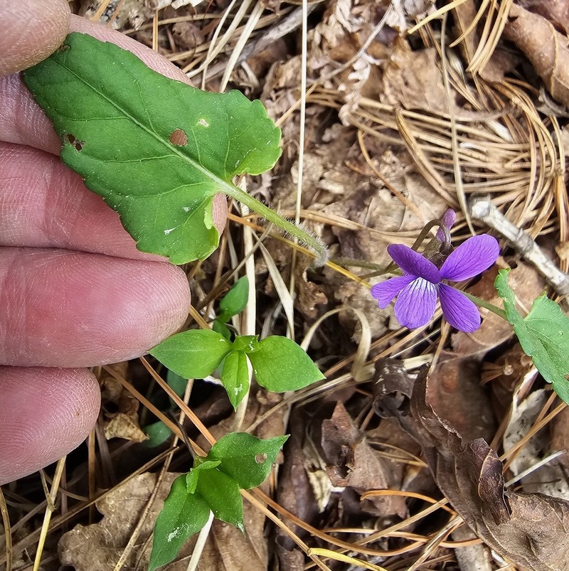 Viola hirtipes photo 7