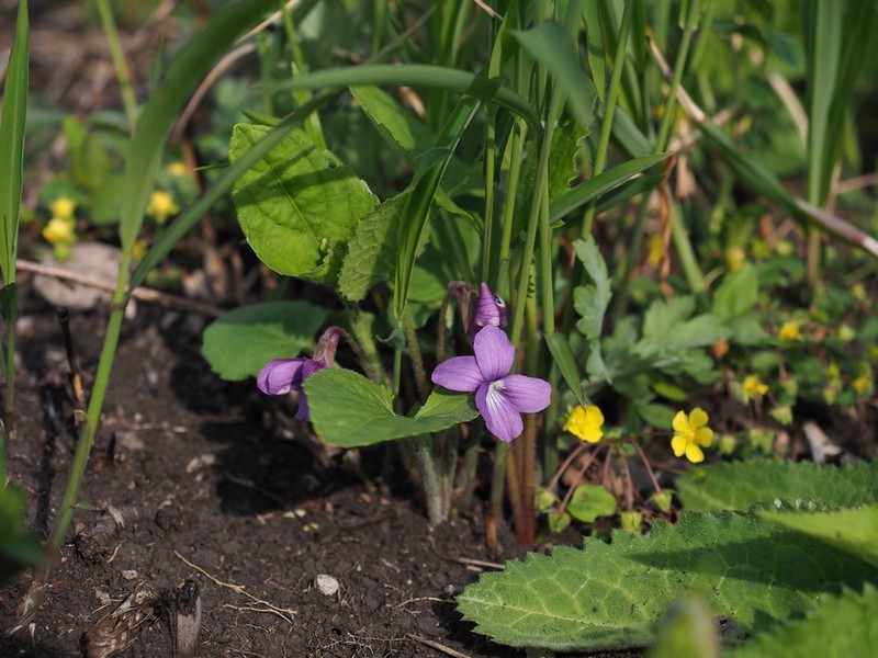 Viola hirtipes photo 8