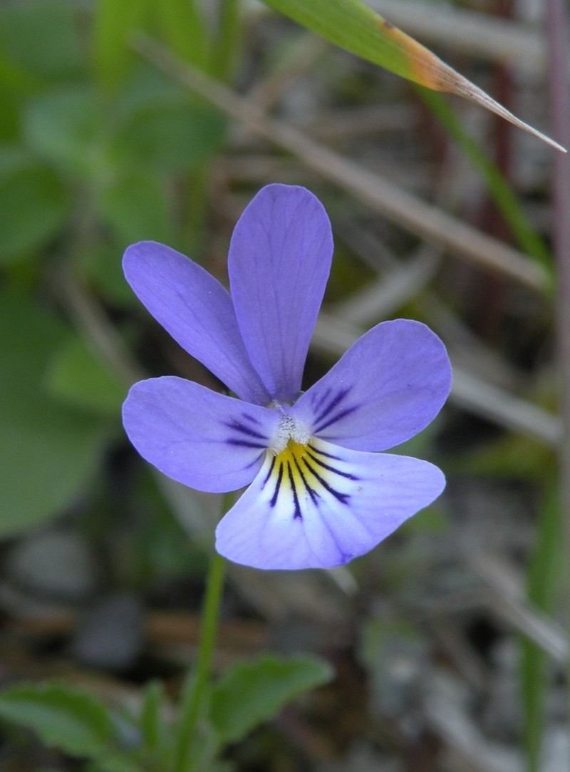 Viola hispida photo 2