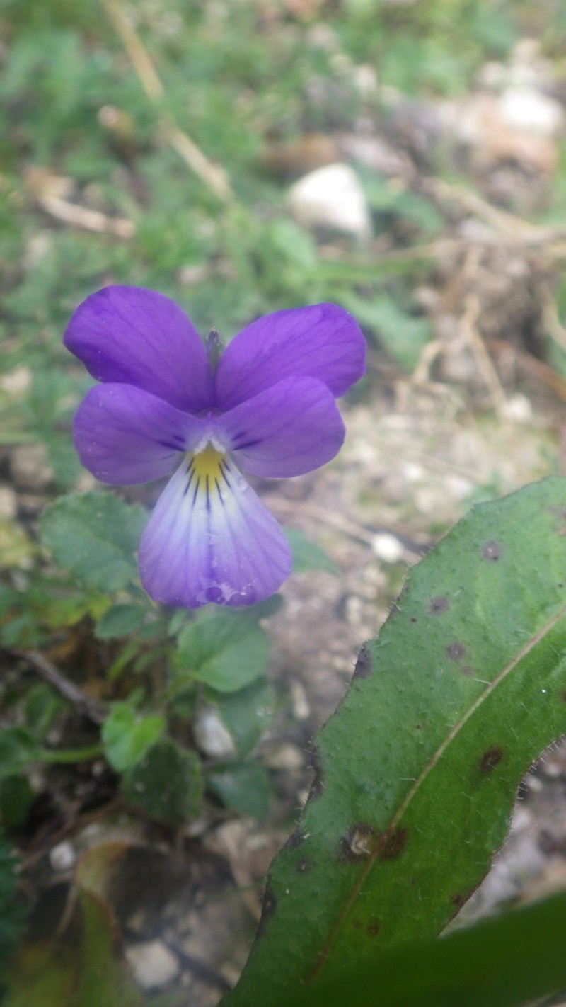 Viola hispida photo 3