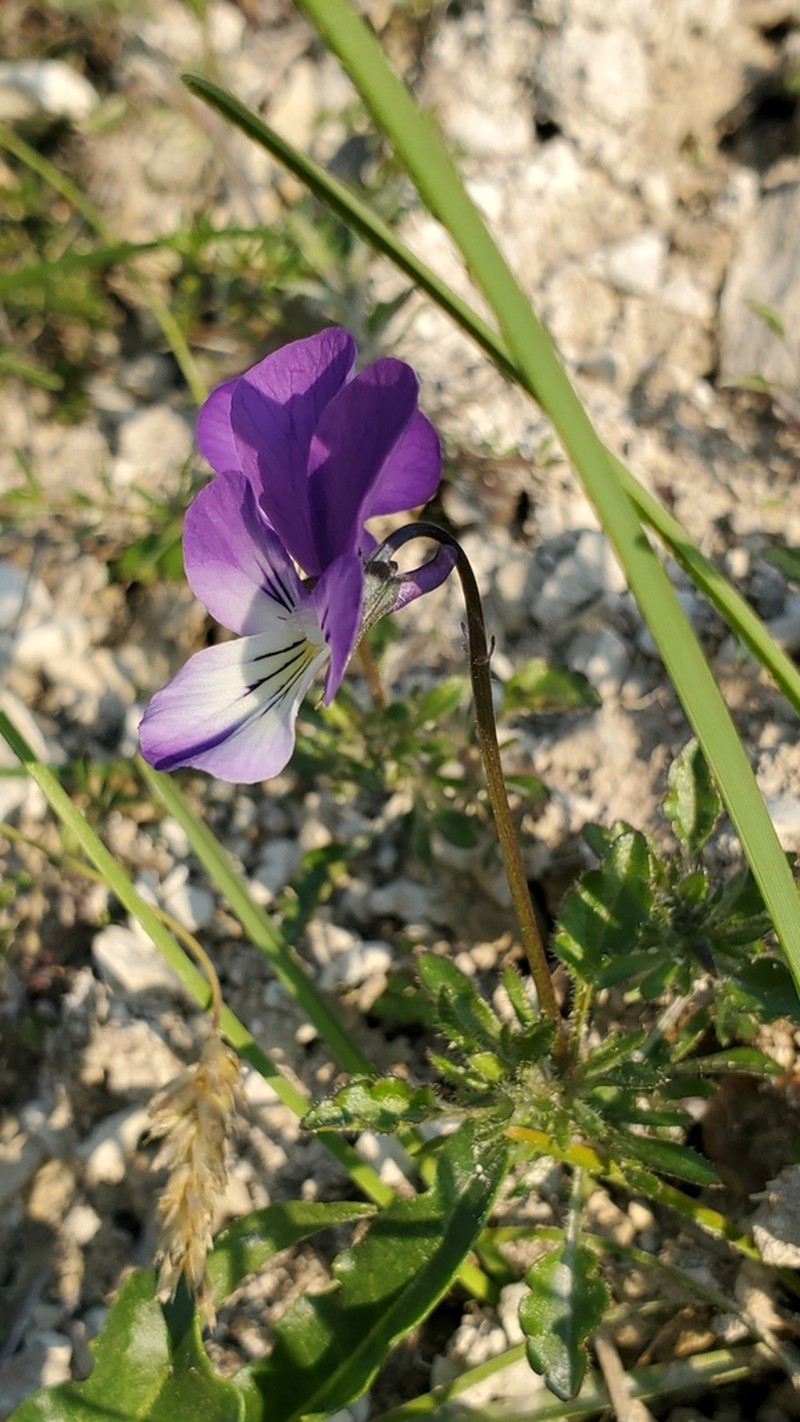 Viola hispida photo 4