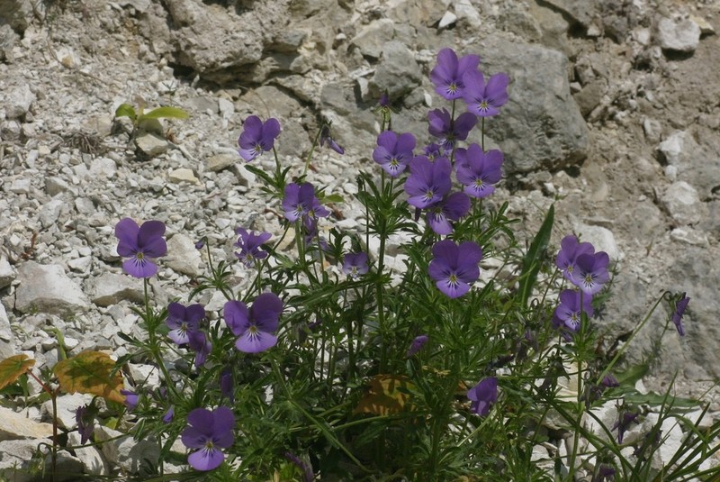 Viola hispida photo 5