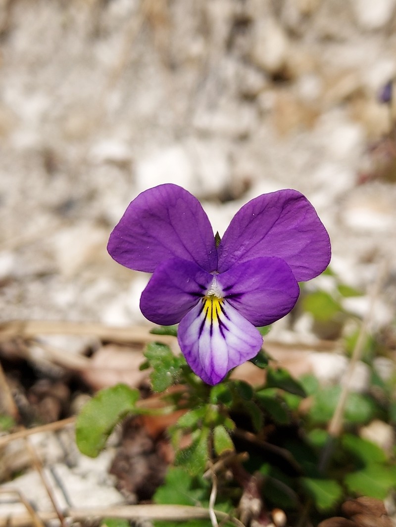 Viola hispida photo 6
