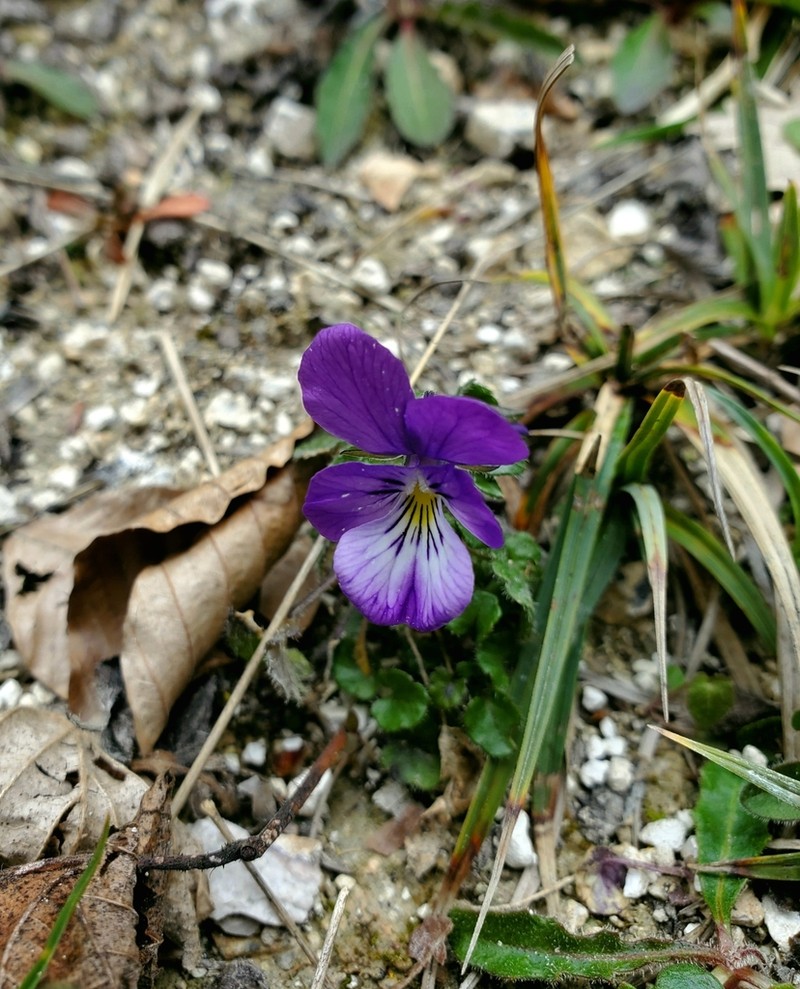 Viola hispida photo 7
