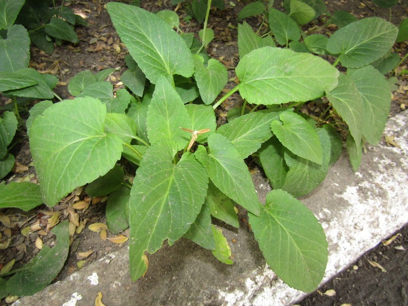 Viola hissarica