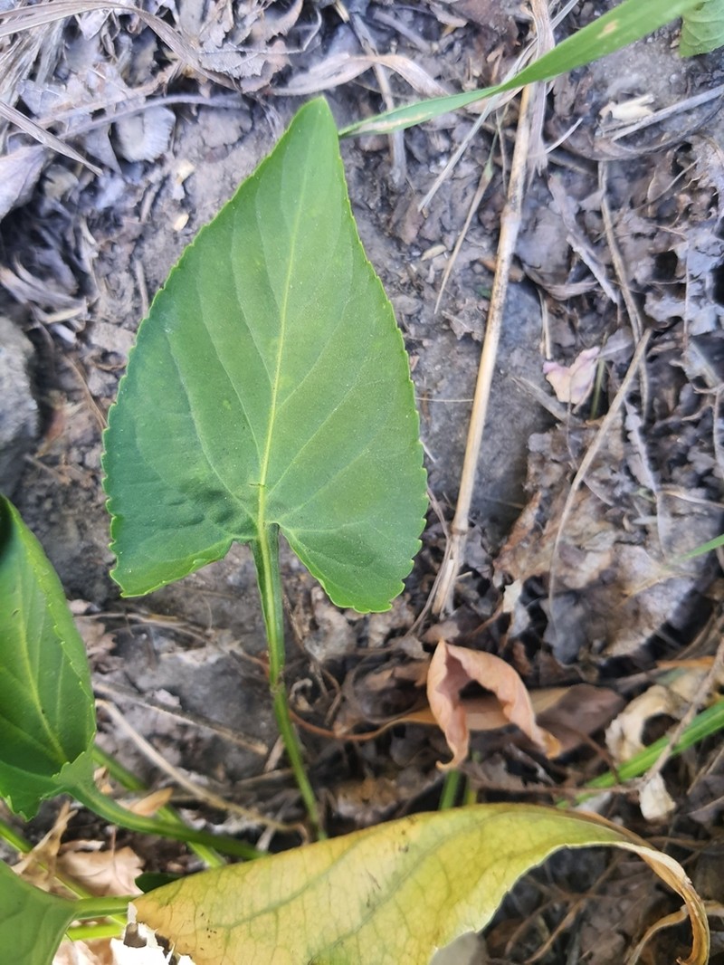 Viola hissarica photo 2