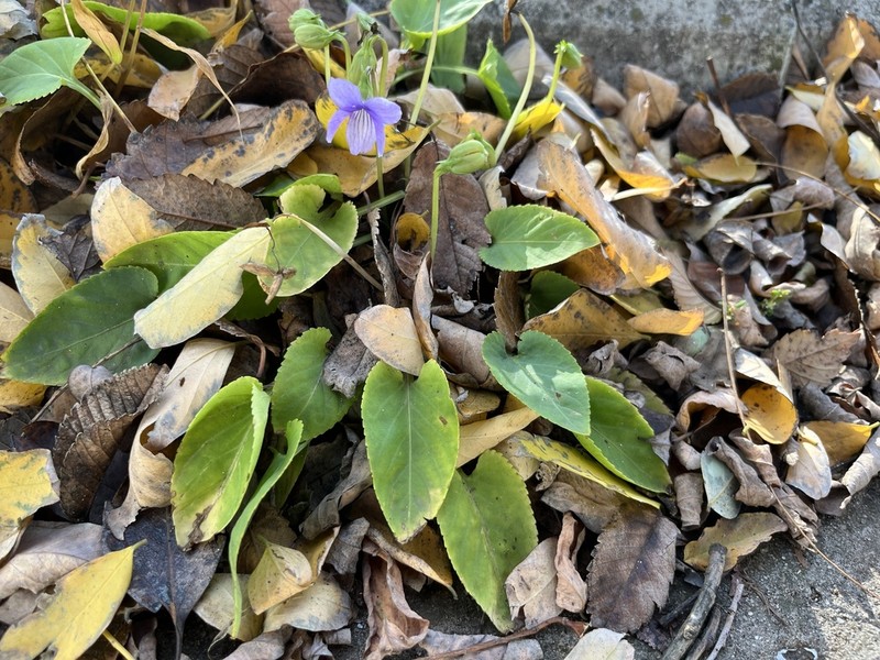Viola hissarica photo 3
