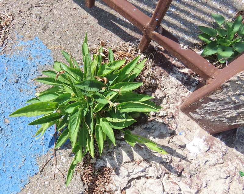 Viola hissarica photo 4