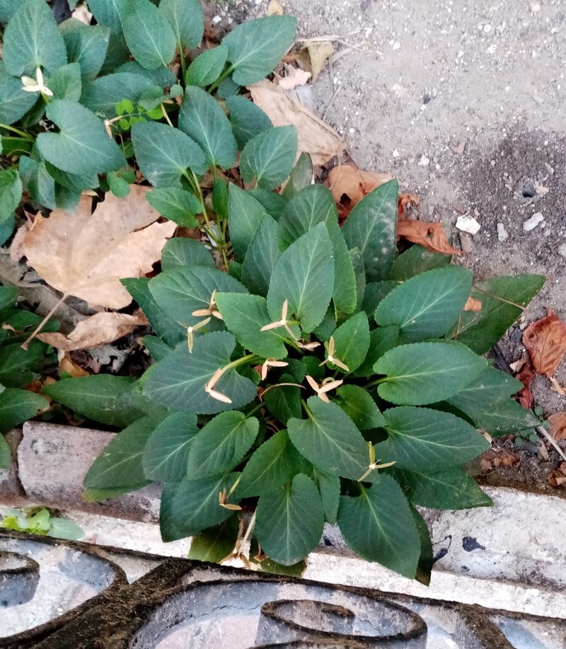 Viola hissarica photo 5