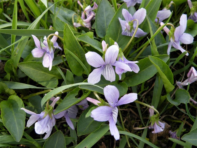 Viola hissarica photo 6