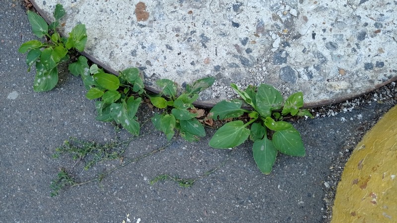 Viola hissarica photo 8