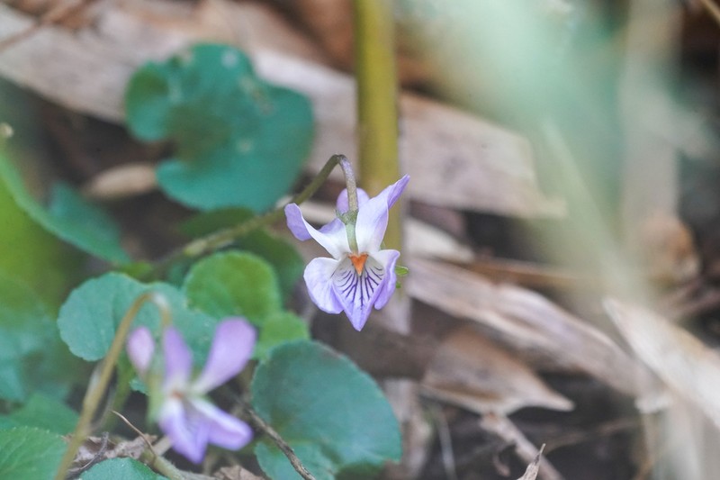 Viola hondoensis