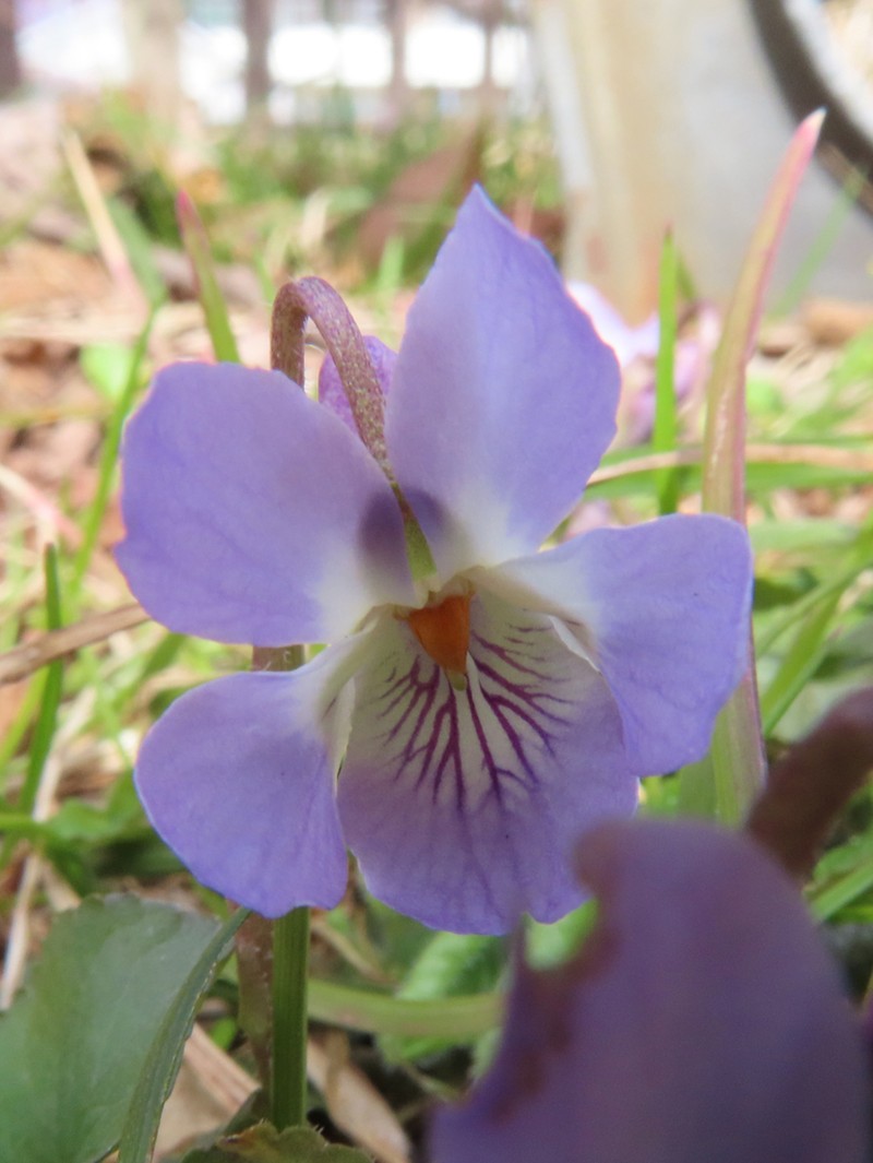 Viola hondoensis photo 2