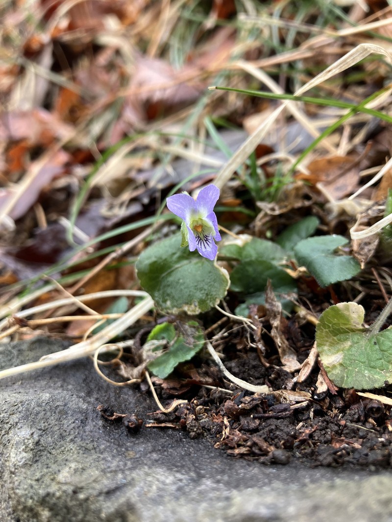 Viola hondoensis photo 3
