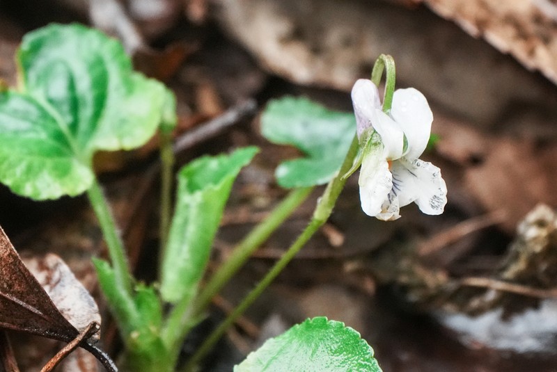 Viola hondoensis photo 4