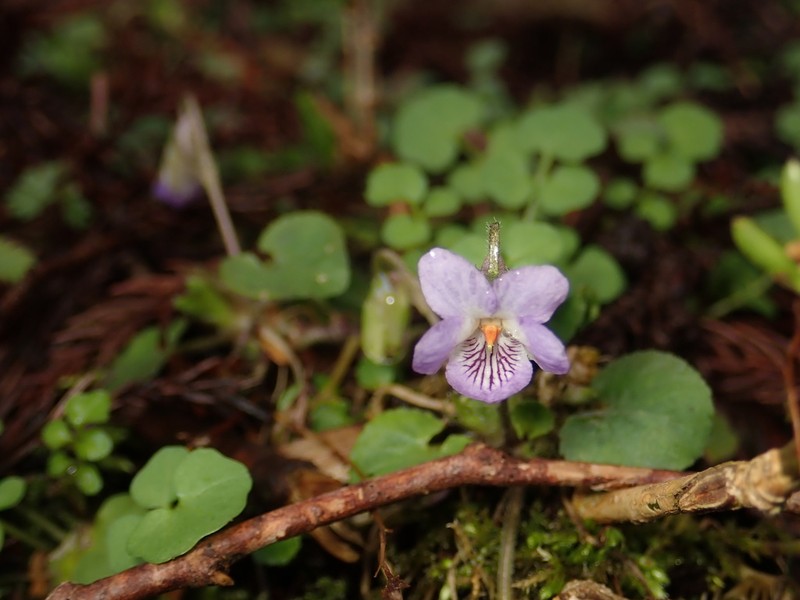 Viola hondoensis photo 5