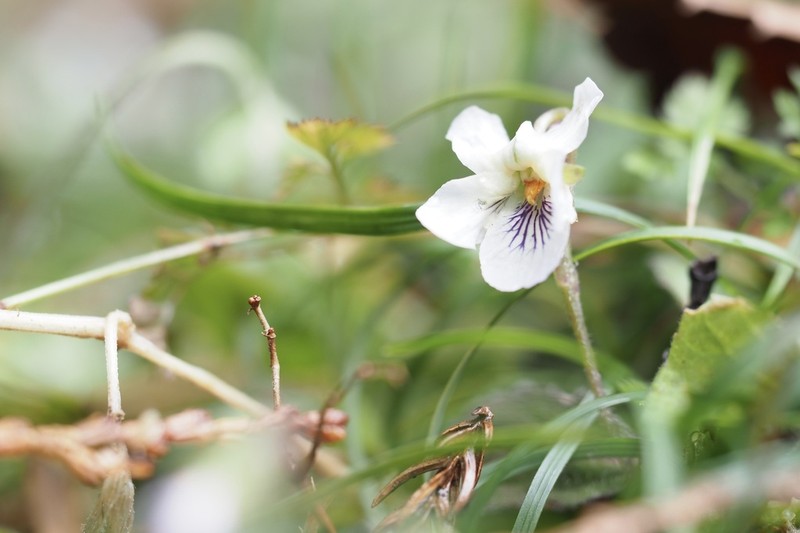 Viola hondoensis photo 6