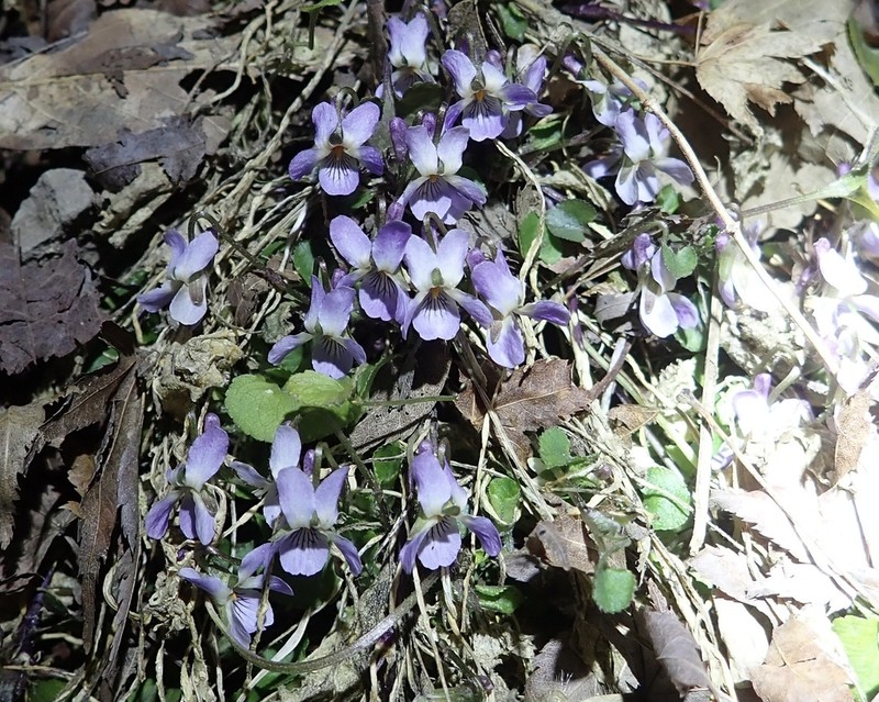Viola hondoensis photo 7