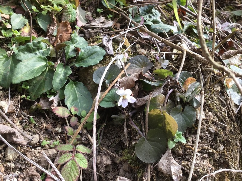 Viola hondoensis photo 8