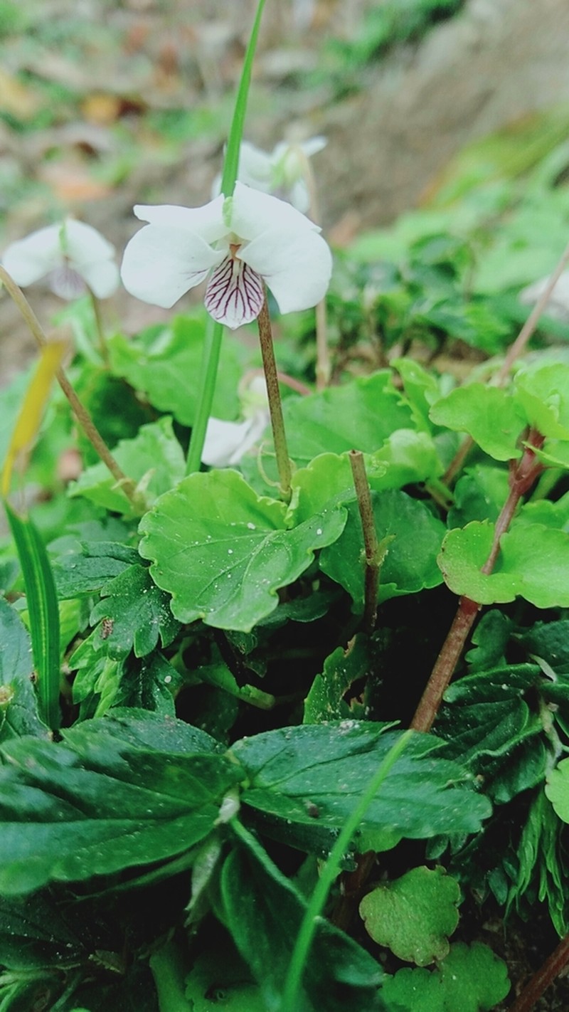 Viola hookeri