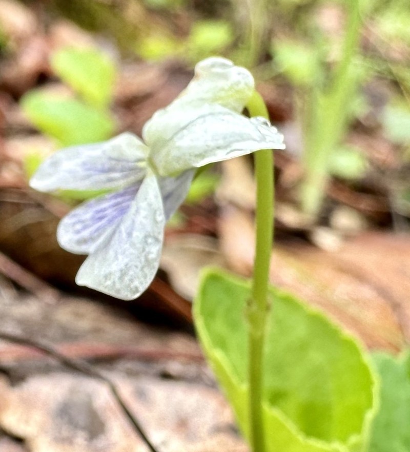 Viola hookeriana