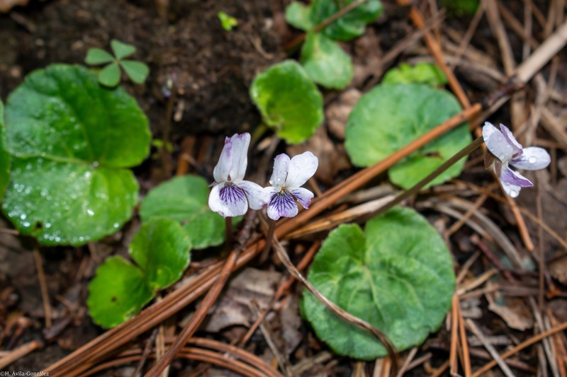Viola hookeriana photo 2