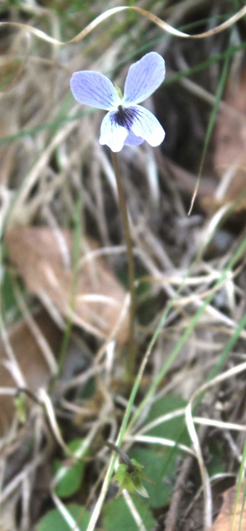 Viola hookeriana photo 3