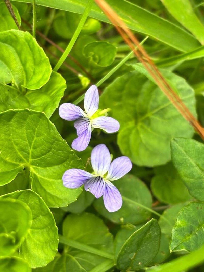 Viola hookeriana photo 4