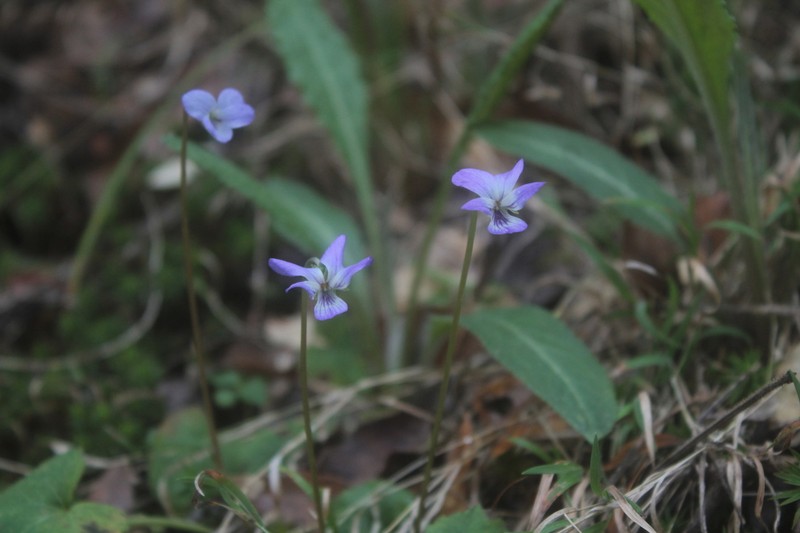 Viola hookeriana photo 5